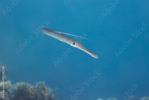 Fistularia commersonii Bluespotted cornetfish smooth cornetfish or smooth flutemouth photo