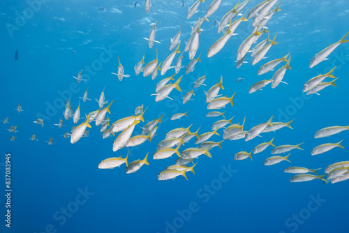 Mulloidichthys martinicus yellow goatfish school