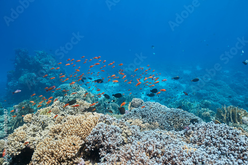 Underwater tropical seascape coral reef and fishes