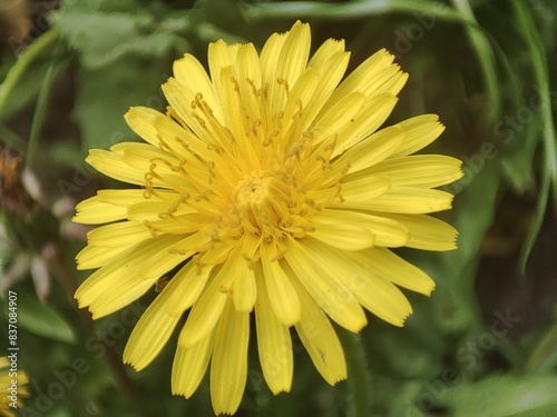 yellow dandelion close-up