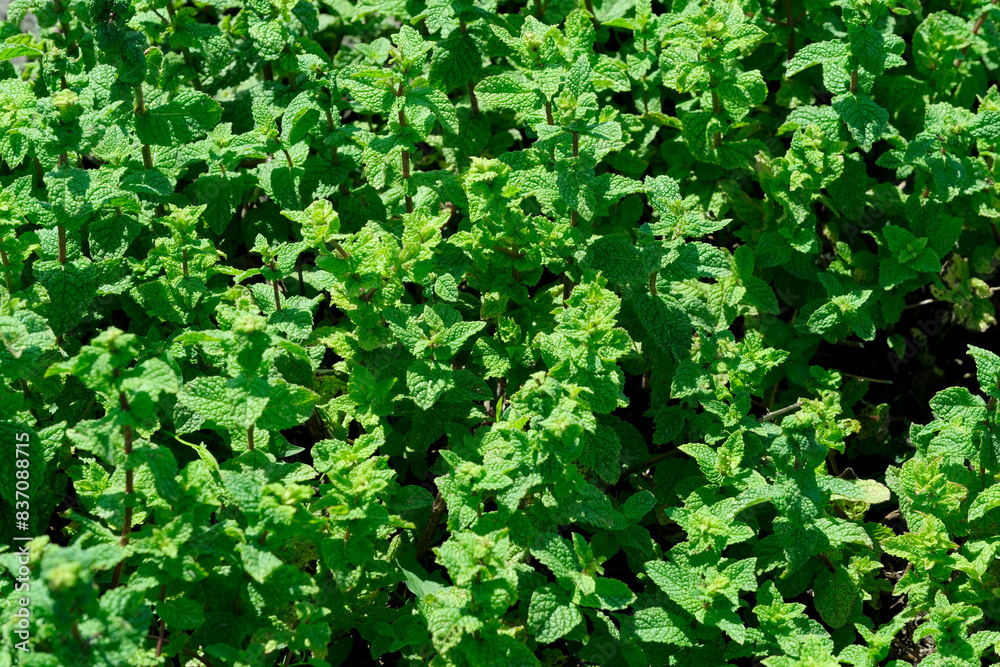 Lush green mint plant closeup Lush green mint plant closeup