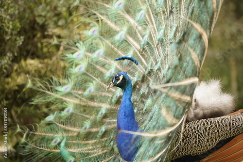 AVE Pavo Real con detalle de sus plumas y color con vista lateral frente