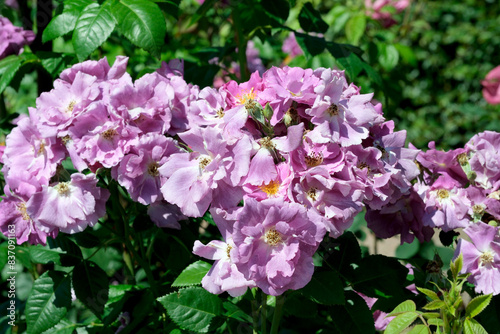 Lavender rose bush in bloom