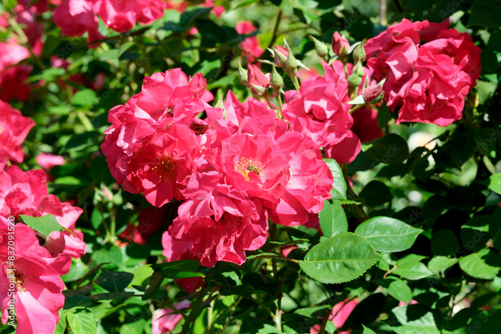 Pink rose bush in bloom