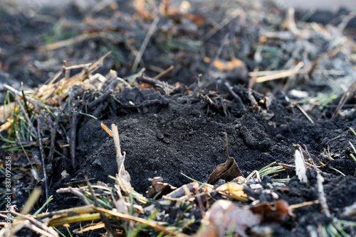 Nahaufnahme von Pflanzenkohle (Biochar) im Kompost / Konzept: Permakultur und Bodenverbesserung im Naturgarten © Madelaine