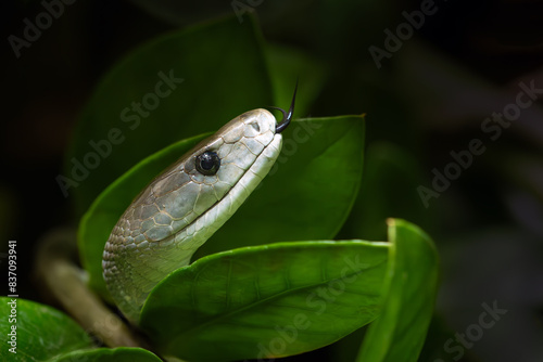 The black mamba (Dendroaspis polylepis), portrait in green with dark background. Portrait of a very poisonous African snake with its tongue sticking out.