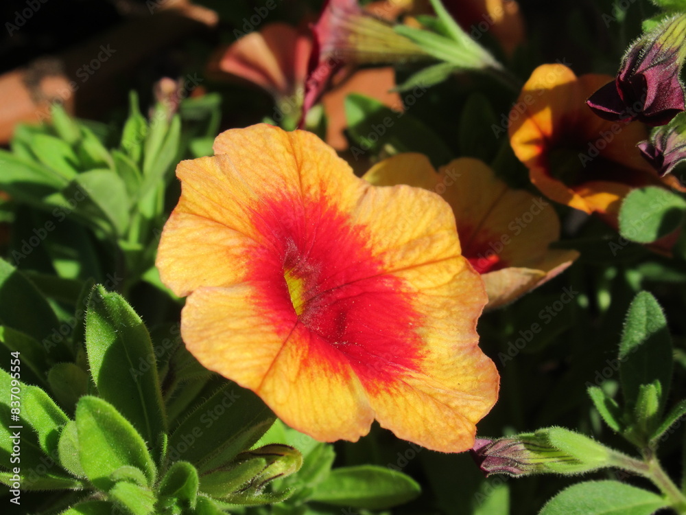Zbliżenie na jaskrawe kwiaty Calibrachoa Zbliżenie na jaskrawe kwiaty Calibrachoa