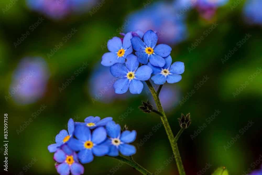 Delicate tiny blue flowers of forget-me-nots (Myosotis) Delicate tiny blue flowers of forget-me-nots (Myosotis)