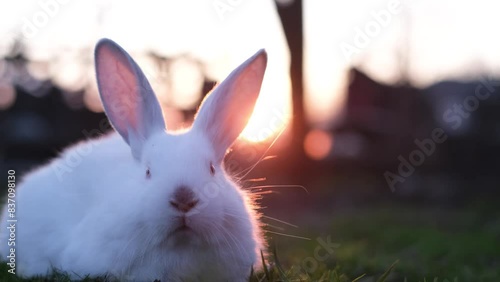 White Rabbit in Sunset Glow on Grassy Field Looking around photo