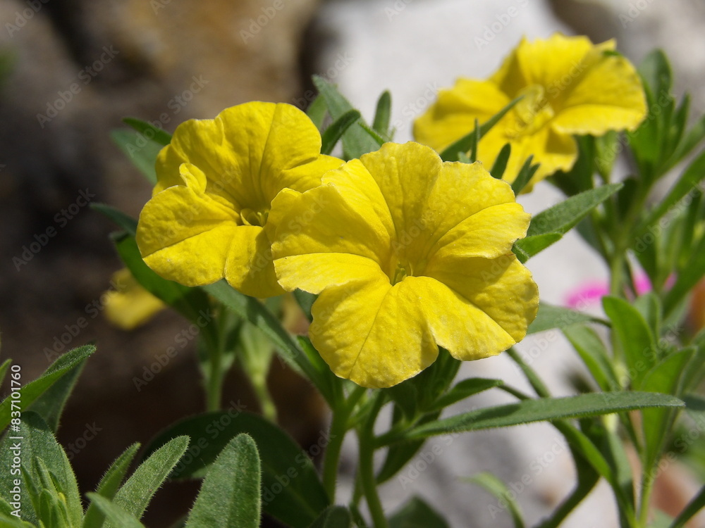 Zbliżenie na jaskrawe kwiaty Calibrachoa