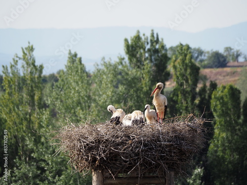 joven cigüeña en el nido aprendiendo de su madre como vigilar el hogar, pico gris i plumas color blanco y negro, lago de ivars y vilasana, lérida, españa, europa