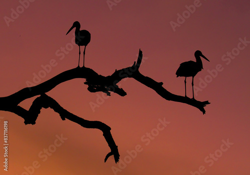 silhouette of two common white storks standing on a tree branch in the early morning surnise golden hour of the wild Serengeti National Park, Tanzania photo
