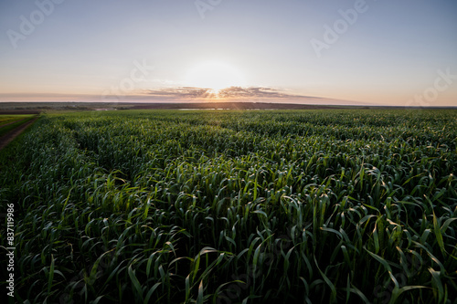 A field of green wheat at dawn