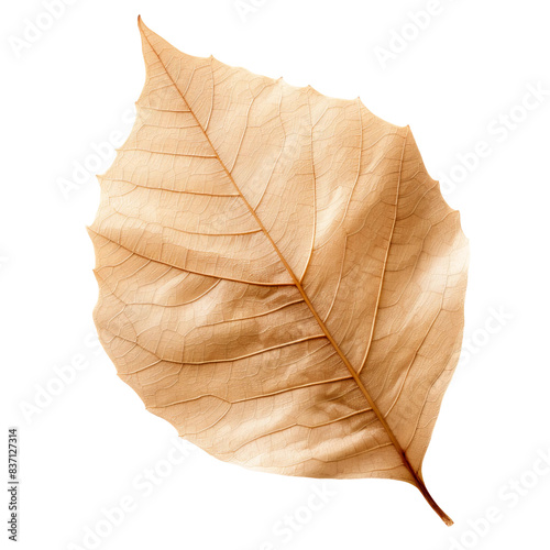 leaf isolated on white