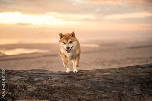 Red Shiba inu dog is jumping over the fallen tree on the baltic sea beach at summer during the sunset