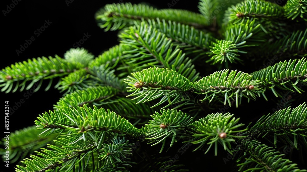 Fototapeta premium A close up of a green pine tree with its branches and needles visible. The tree is full and lush, with a dark background that contrasts with the bright green leaves