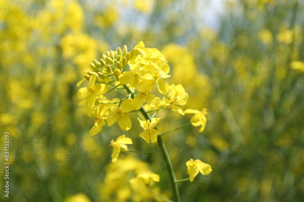 Beautiful rapeseed flowers blooming on blurred background, closeup Beautiful rapeseed flowers blooming on blurred background, closeup