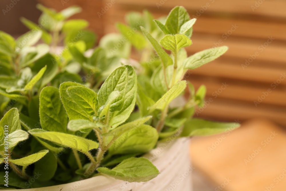 Aromatic oregano growing in pot on table, closeup Aromatic oregano growing in pot on table, closeup