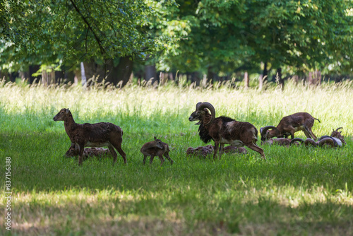 A herd of Mouflon - Ovis musimon and are on a meadow in the grass photo