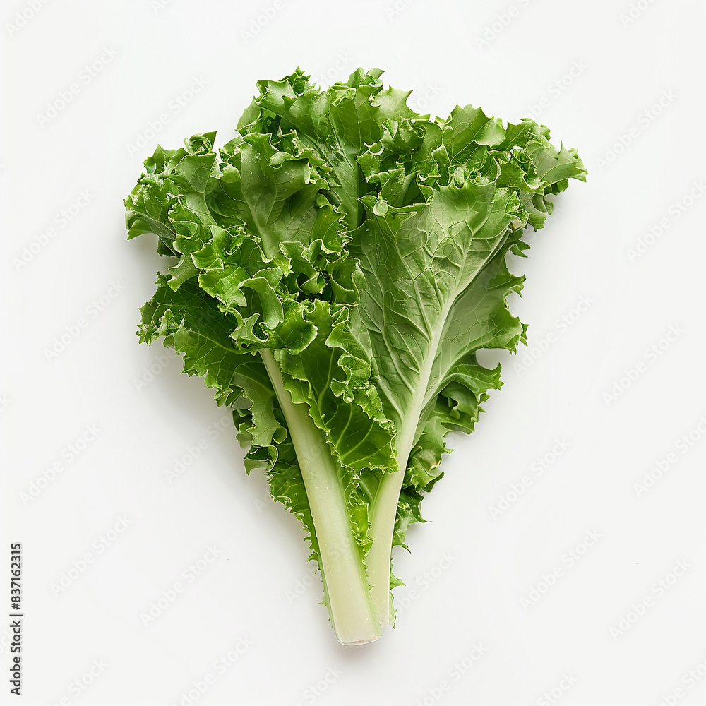 Escarole on Isolate white background. Escarole on Isolate white background.