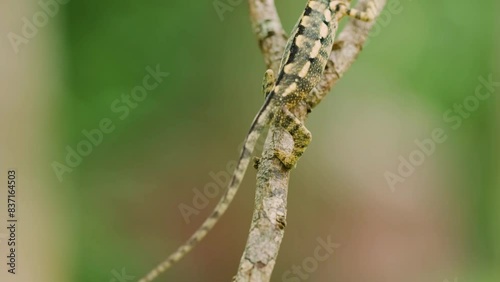 The carpet chameleon, also known as the jewel chameleon or white-lined chameleon, is a species of chameleon that is endemic to eastern Madagascar.  photo