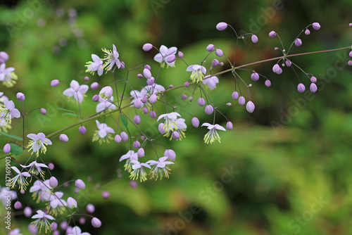 Purple meadow rue flowers in close up