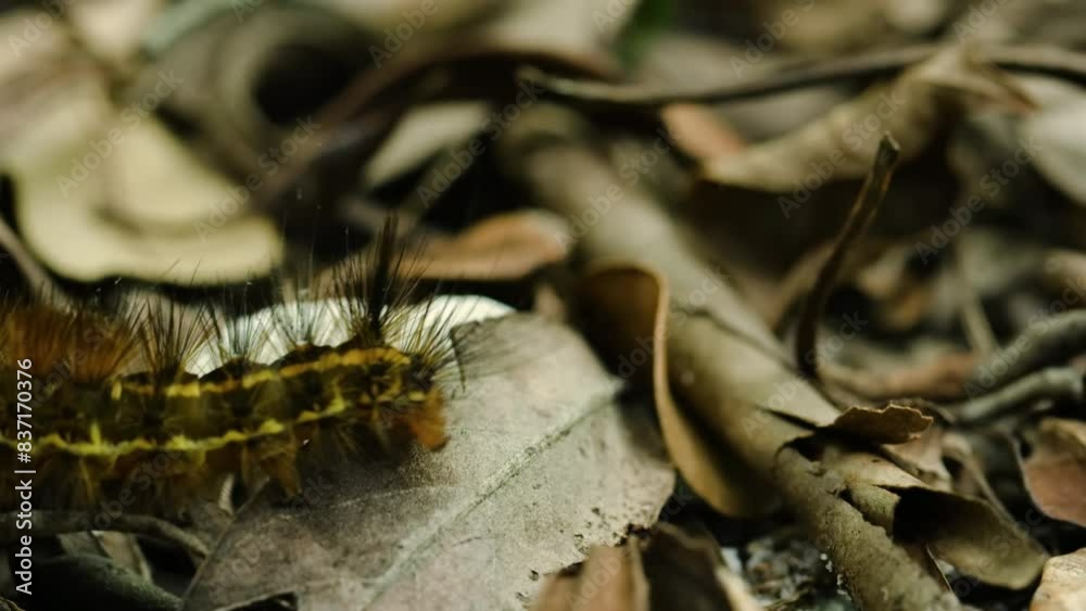 Small tortoiseshell (Aglais urticae) caterpillar.