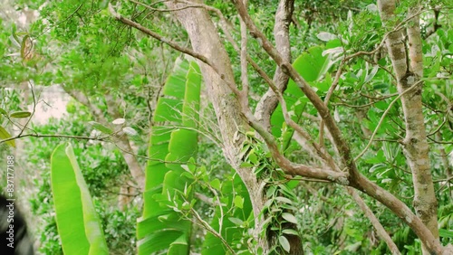Footage of the Indri lemur (Indri Indri) jumping from tree in Madagascar. mammals biodiversity.