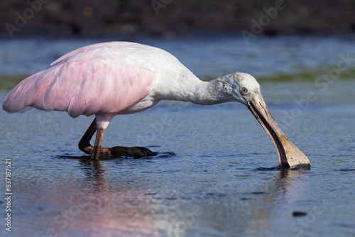 A roseate spoonbill (Platalea ajaja) dips its beak into the water to feed at Myakka River State Park, Florida