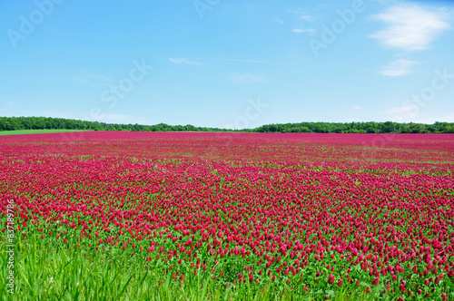 Wallpaper Mural He is a red field. Torontodigital.ca
