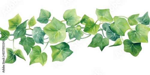 A green vine with leaves is shown in a white background