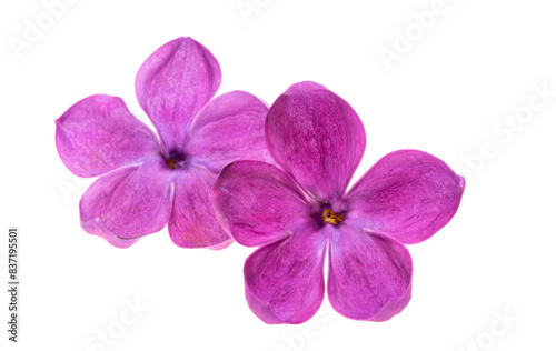 lilac flowers isolated