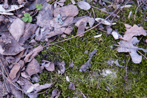 green moss covered with dry needles and leaves