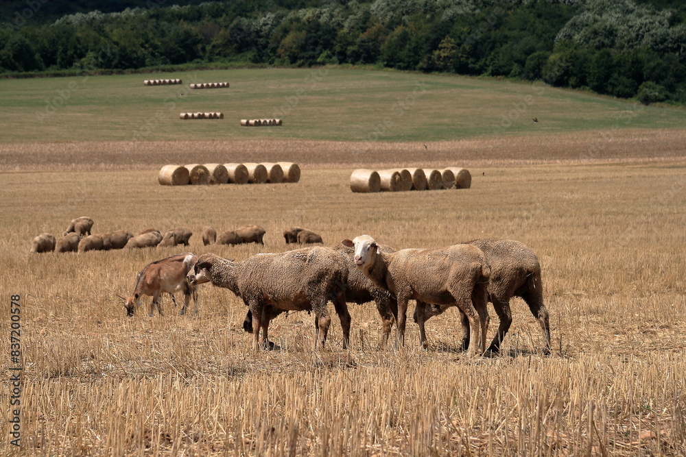 Obraz premium Sheep.