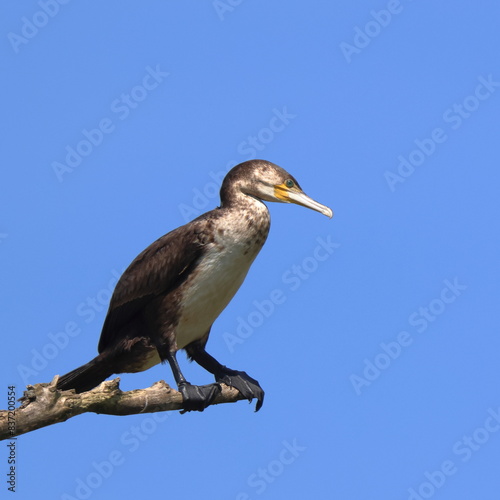 ramo e cormorano