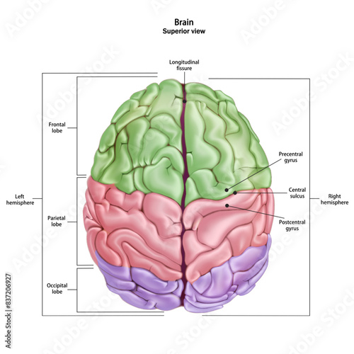 human Braine medical vector illustration