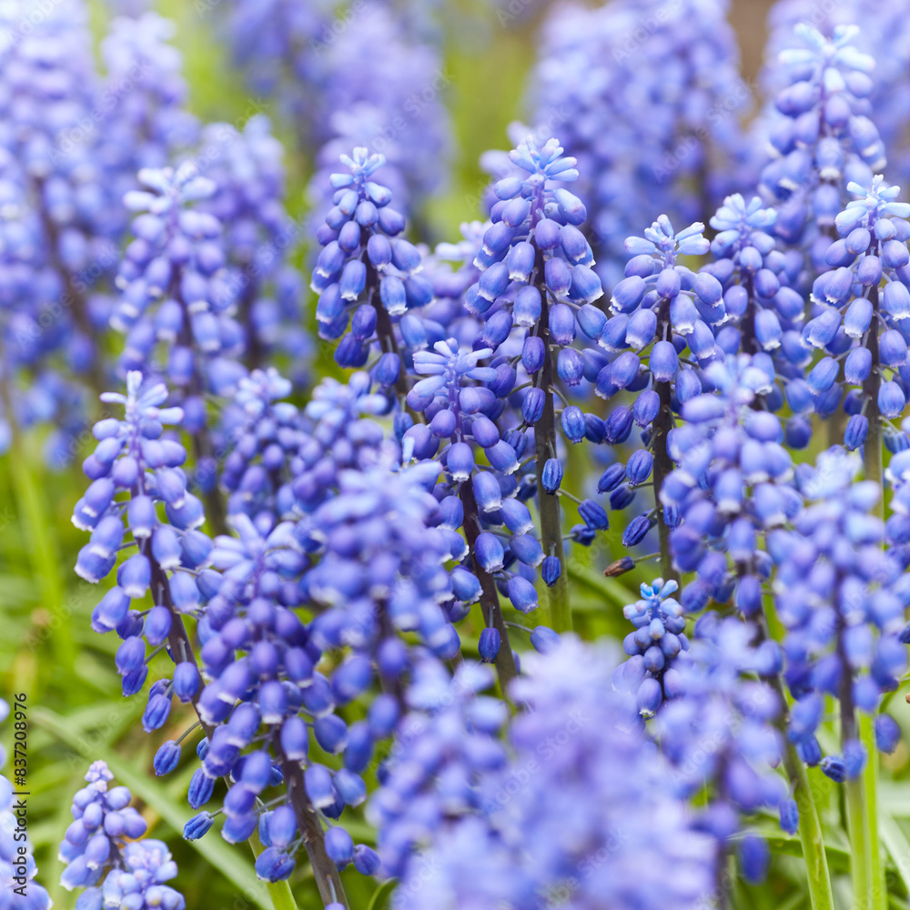 Nature background with spring flowers. Selective and soft focus. Close up.