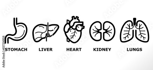 human organ vector icons set on white background. liver, lungs, kidney, heart, stomach vector icons set (solid fill). icons for science, medical, education etc purpose.