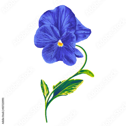 Realistic hand drawn blue Viola, Pansy flower. Vector clip art for your design. Delicate blue flower with leaves and stem isolated on white background
