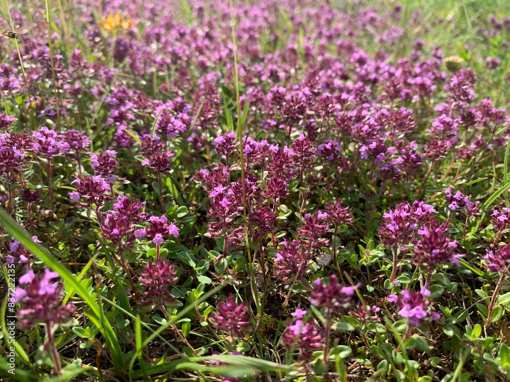 Fototapeta premium flowers in the garden