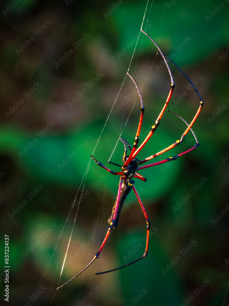 Spider in yellow and red colour climbing on web Spider in yellow and red colour climbing on web