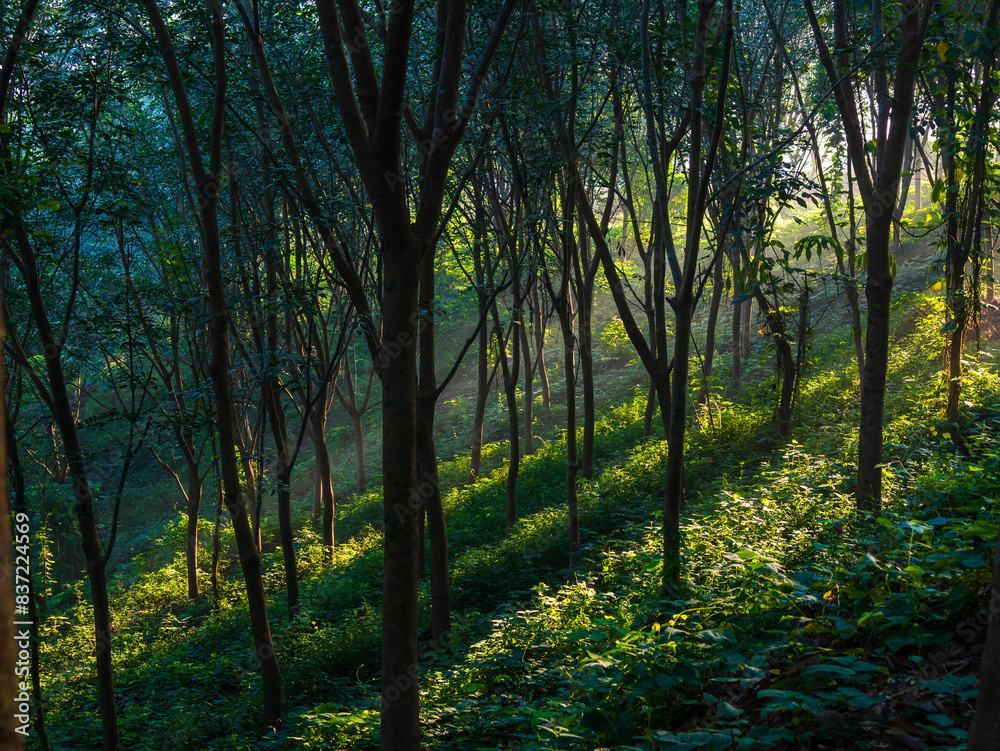 Fototapeta premium Panorama of a green forest of deciduous trees with the sun casting its rays of light.