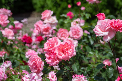 Beautiful fresh roses in the park. Garden flowers. Beauty in nature. Close up. 