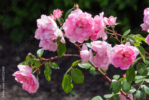 Beautiful fresh roses in the park. Garden flowers. Beauty in nature. Close up. 