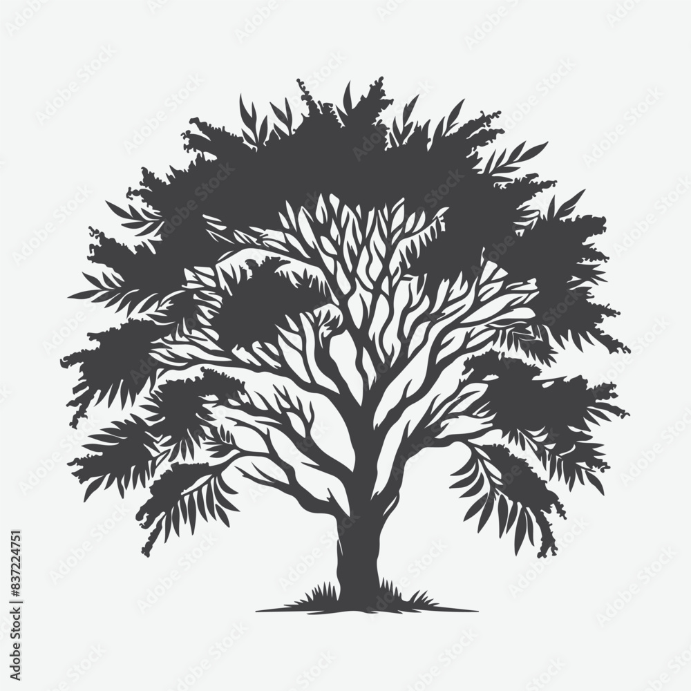 Obraz premium Print Majestic Wattle Tree Silhouette, A Serene Tribute to Nature's Elegance