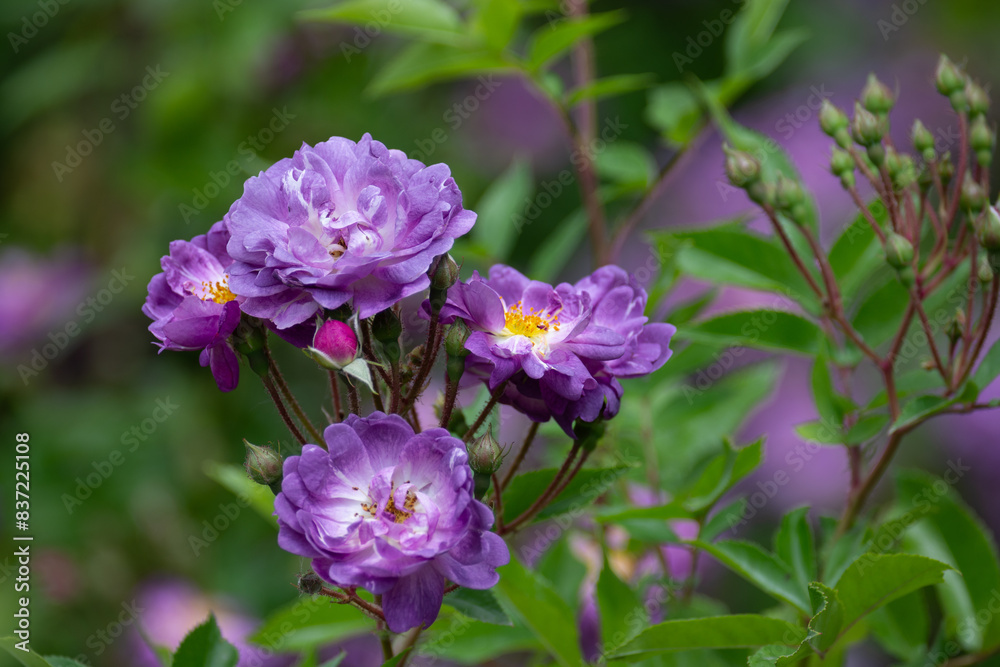 Beautiful fresh roses in the park. Garden flowers. Beauty in nature. Close up. 