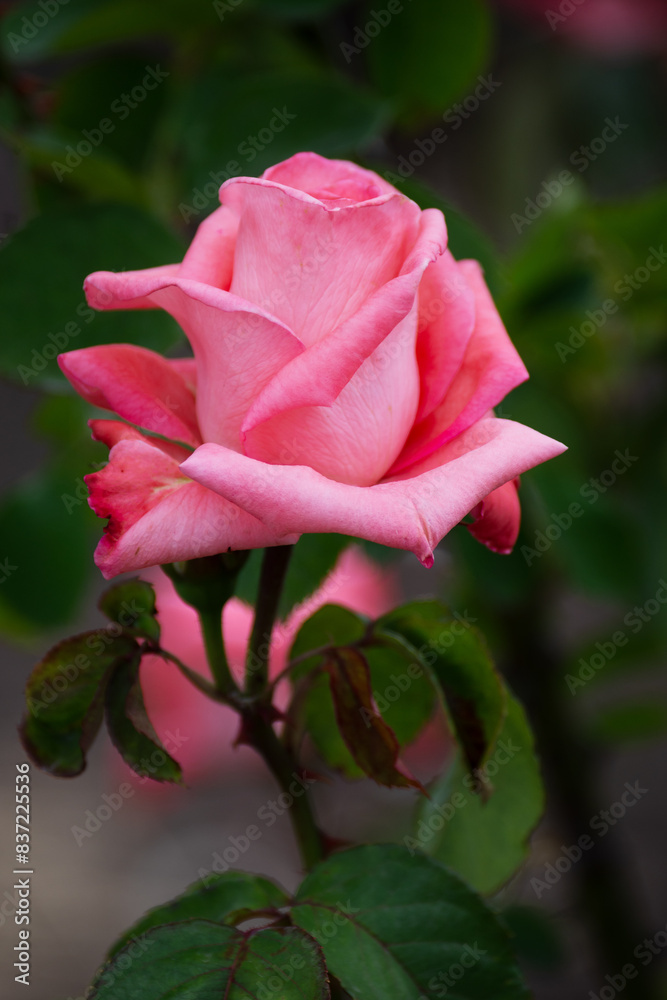 Beautiful fresh roses in the park. Garden flowers. Beauty in nature. Close up. Beautiful fresh roses in the park. Garden flowers. Beauty in nature. Close up.