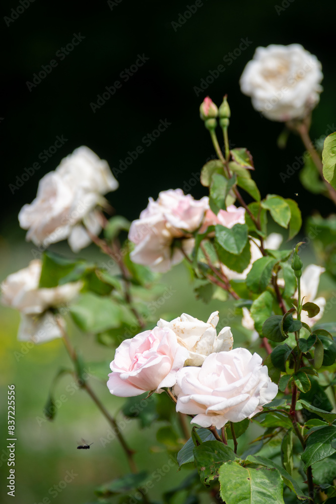 Beautiful fresh roses in the park. Garden flowers. Beauty in nature. Close up. Beautiful fresh roses in the park. Garden flowers. Beauty in nature. Close up.