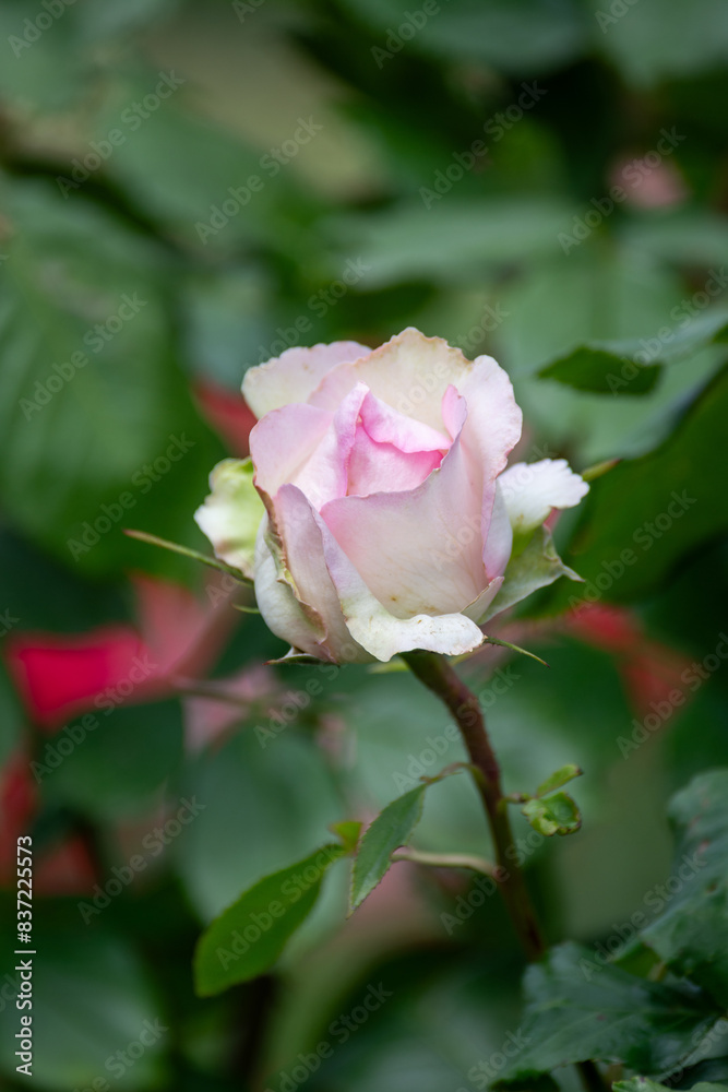 Beautiful fresh roses in the park. Garden flowers. Beauty in nature. Close up. Beautiful fresh roses in the park. Garden flowers. Beauty in nature. Close up.
