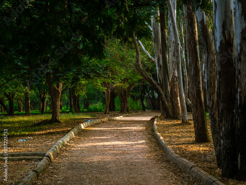 Huge trees and lush green lawn from Garden city of India, Bangalore or Bengaluru.